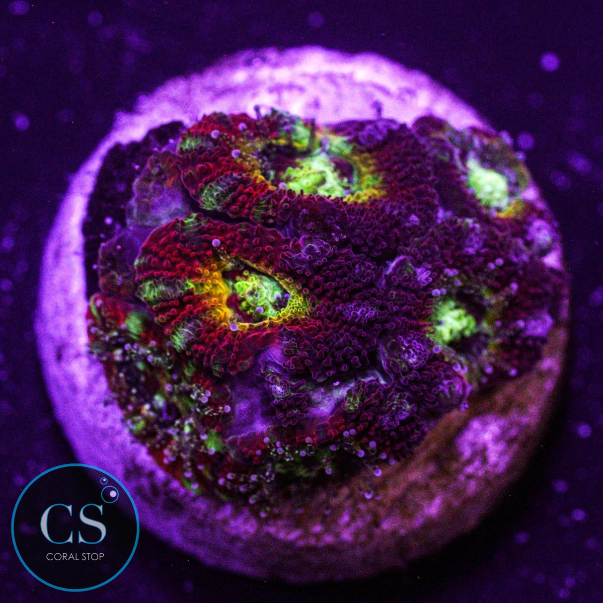 WWC Ruby Red Micromussa