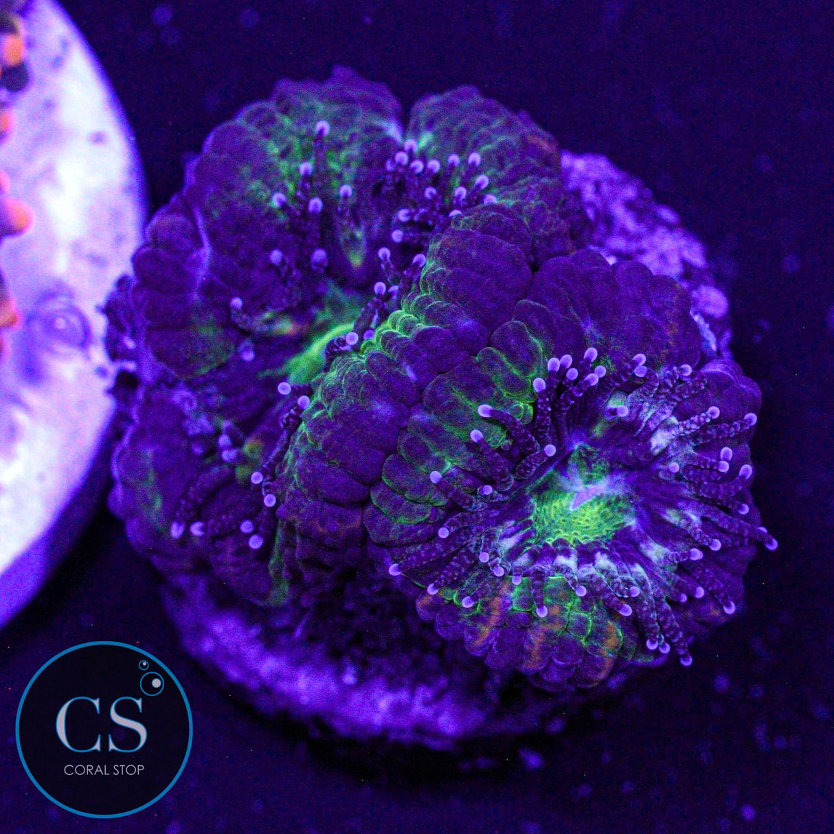 Hulk Acan