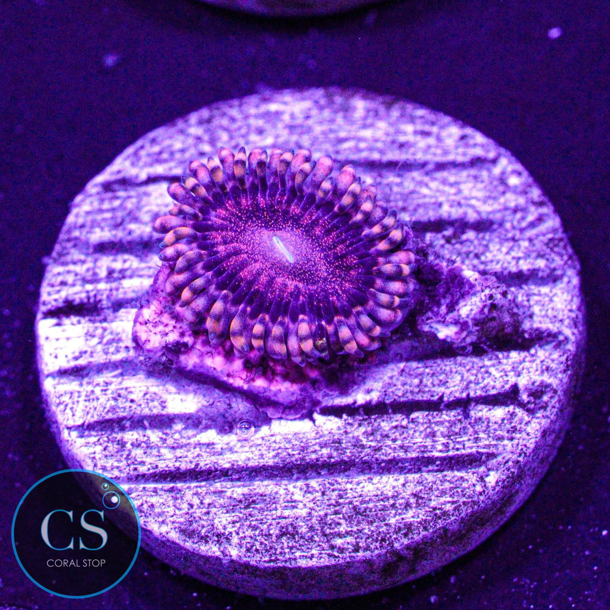 LC Andromeda Zoa