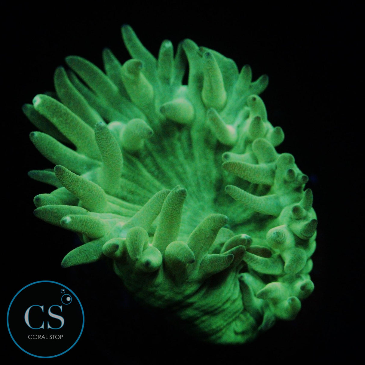 DUNCAN CORAL
