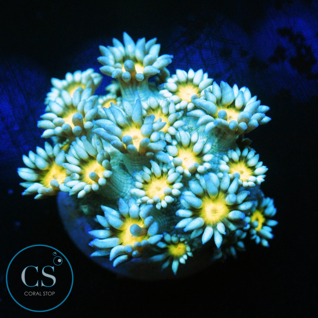 ELECTRIC SNOW DAISY GONI
