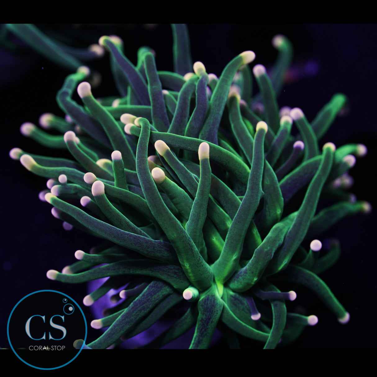 ULTIMATE FAIRY GODMOTHER TORCH