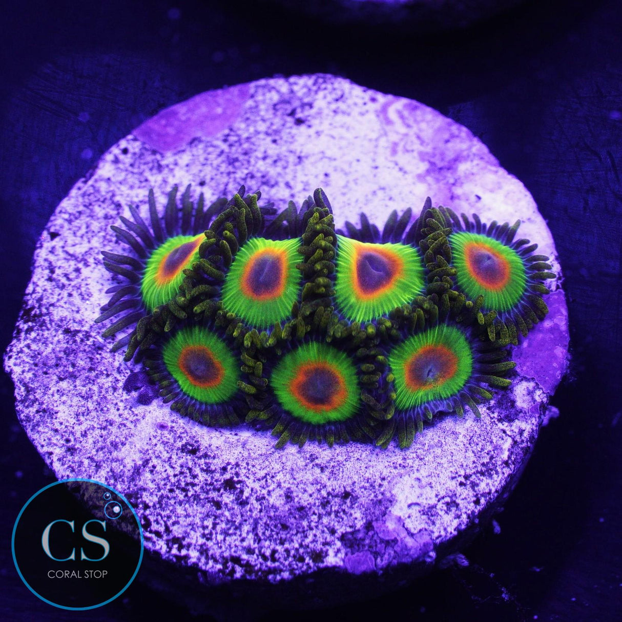 Rasta Zoa