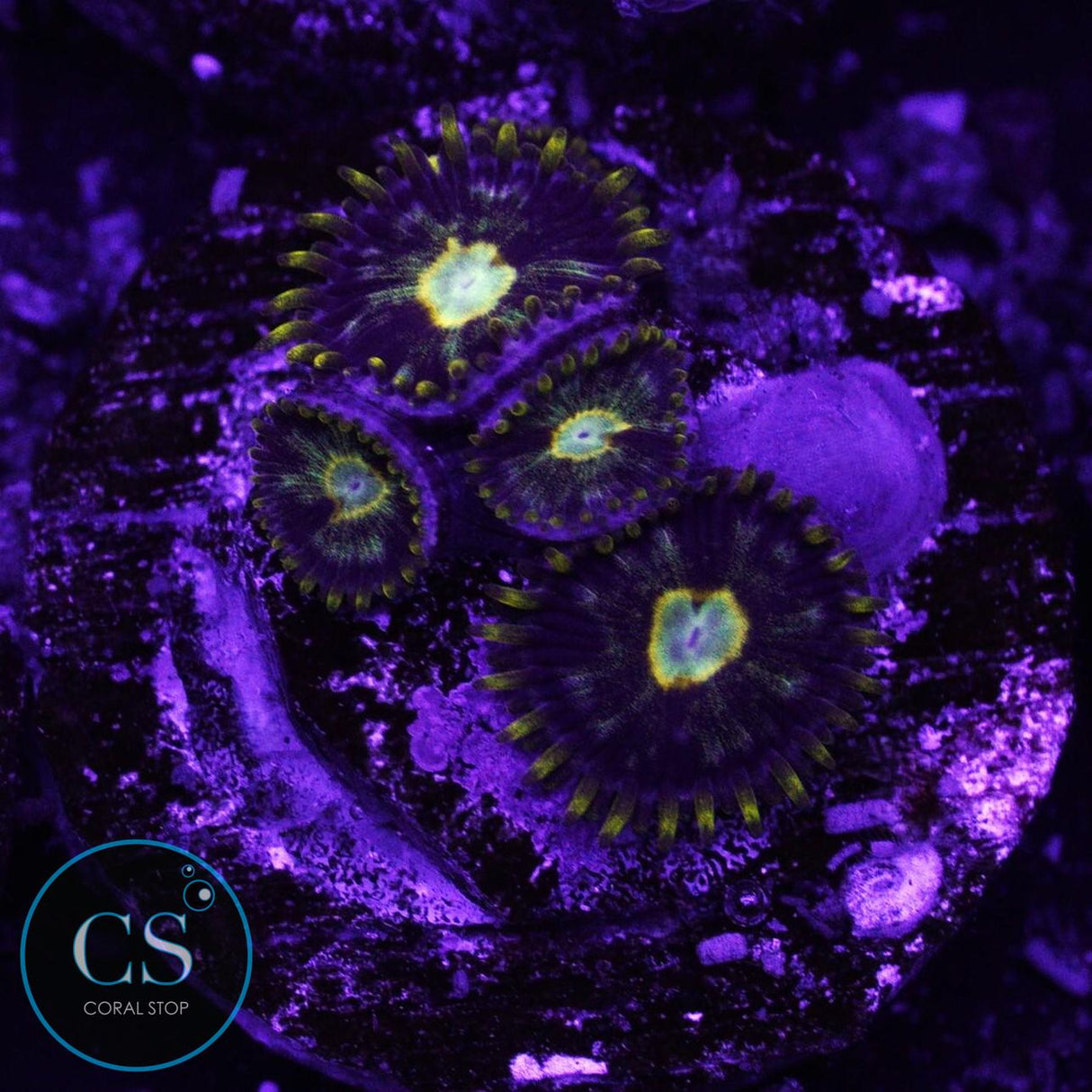 Murder Hornet Zoa