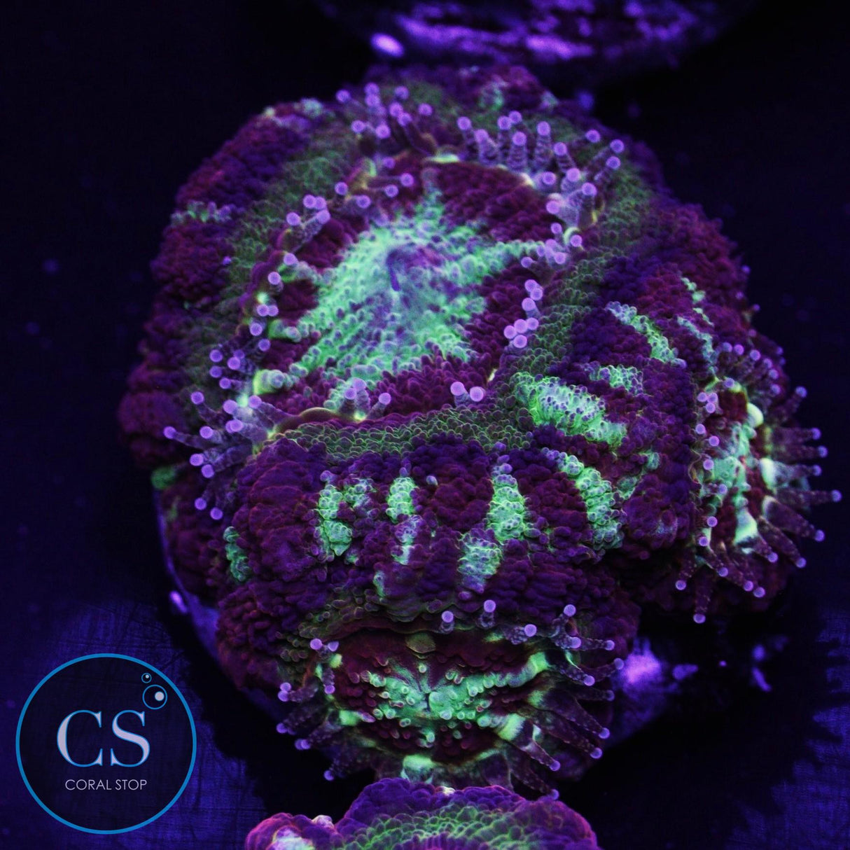 CS New Release Molten Stardust Asian Acan