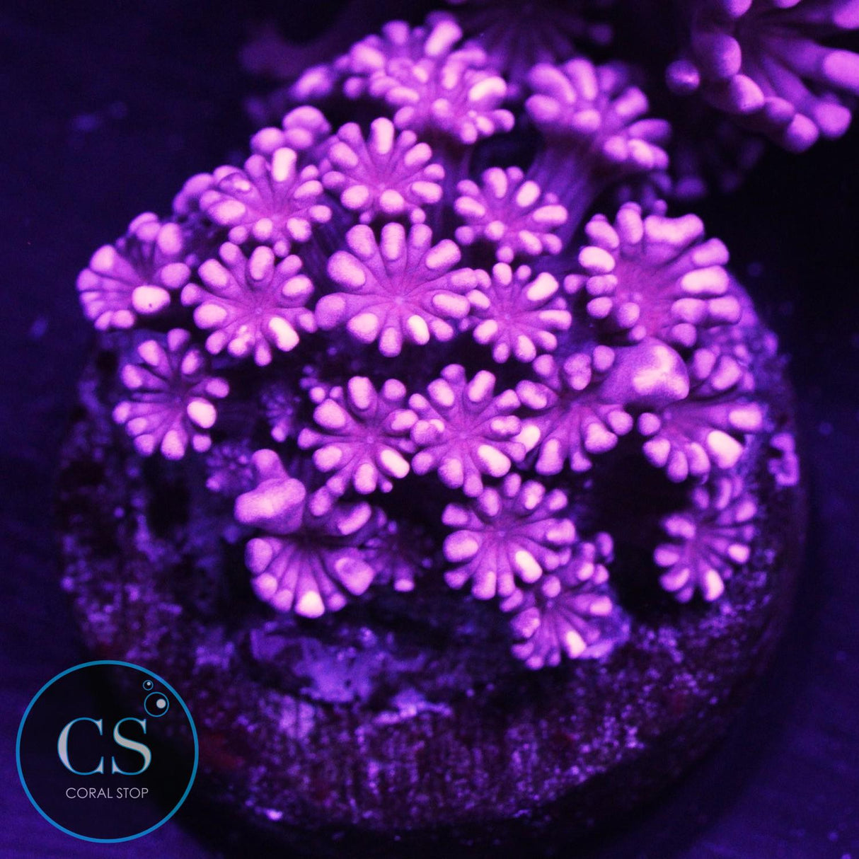 Rare Ruby Red Alveopora