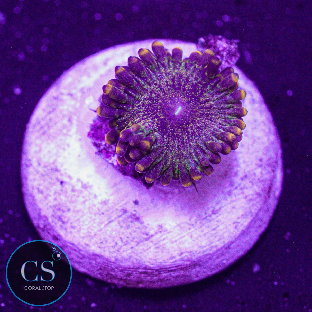 CC Gold Maul Zoa