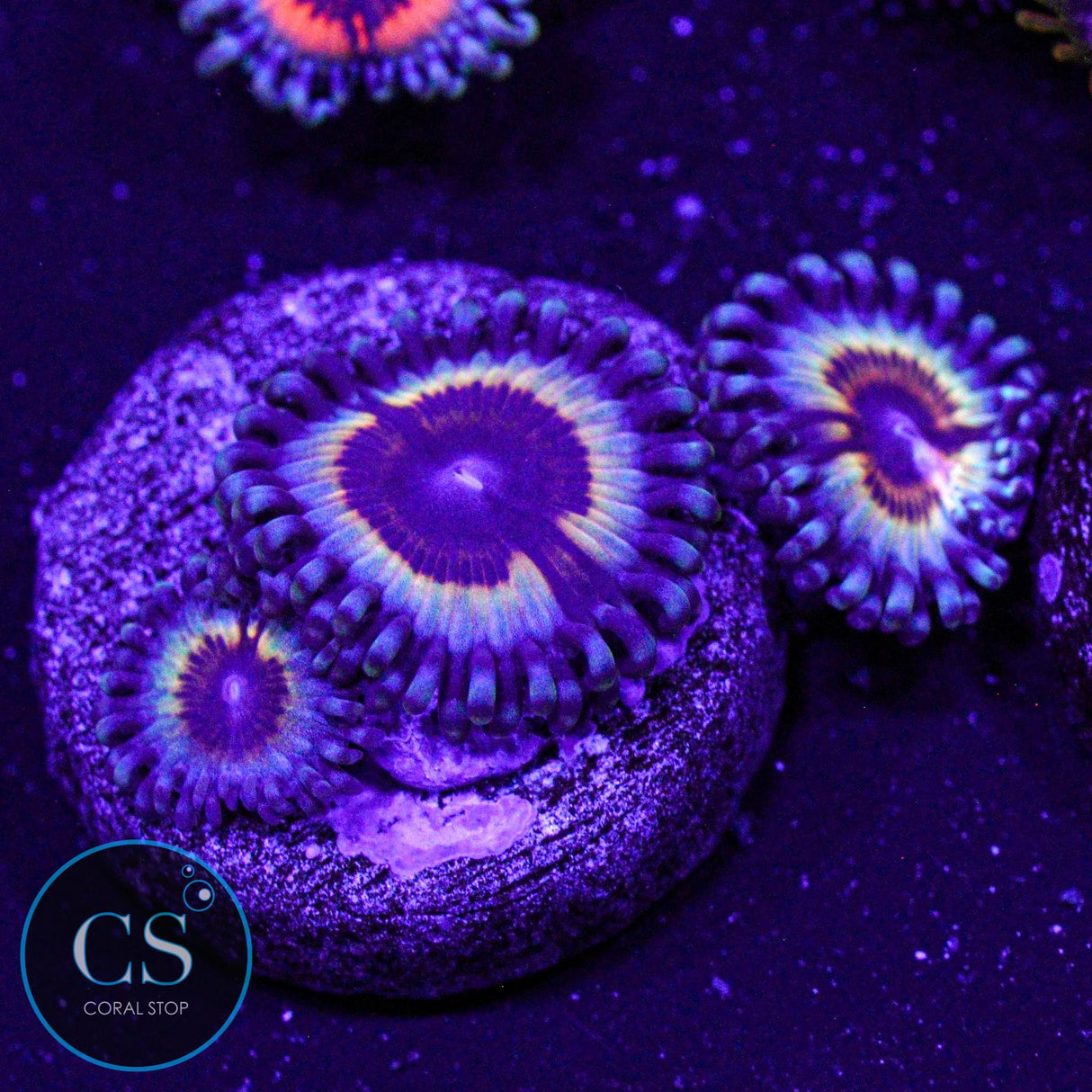 Sonic Flare Zoa
