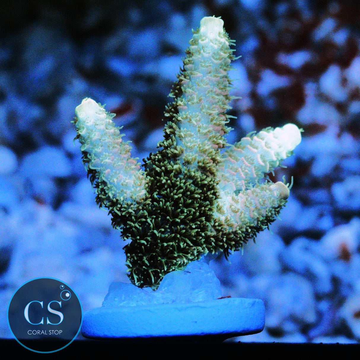 SBB PURPLE PUNCH ACRO