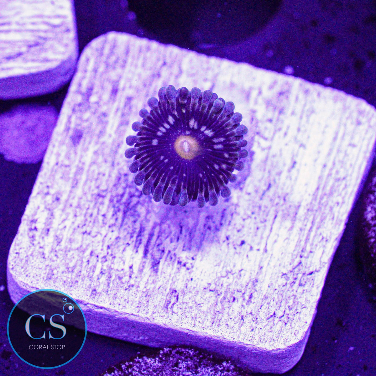 New Release! DK Thundersphere Zoa