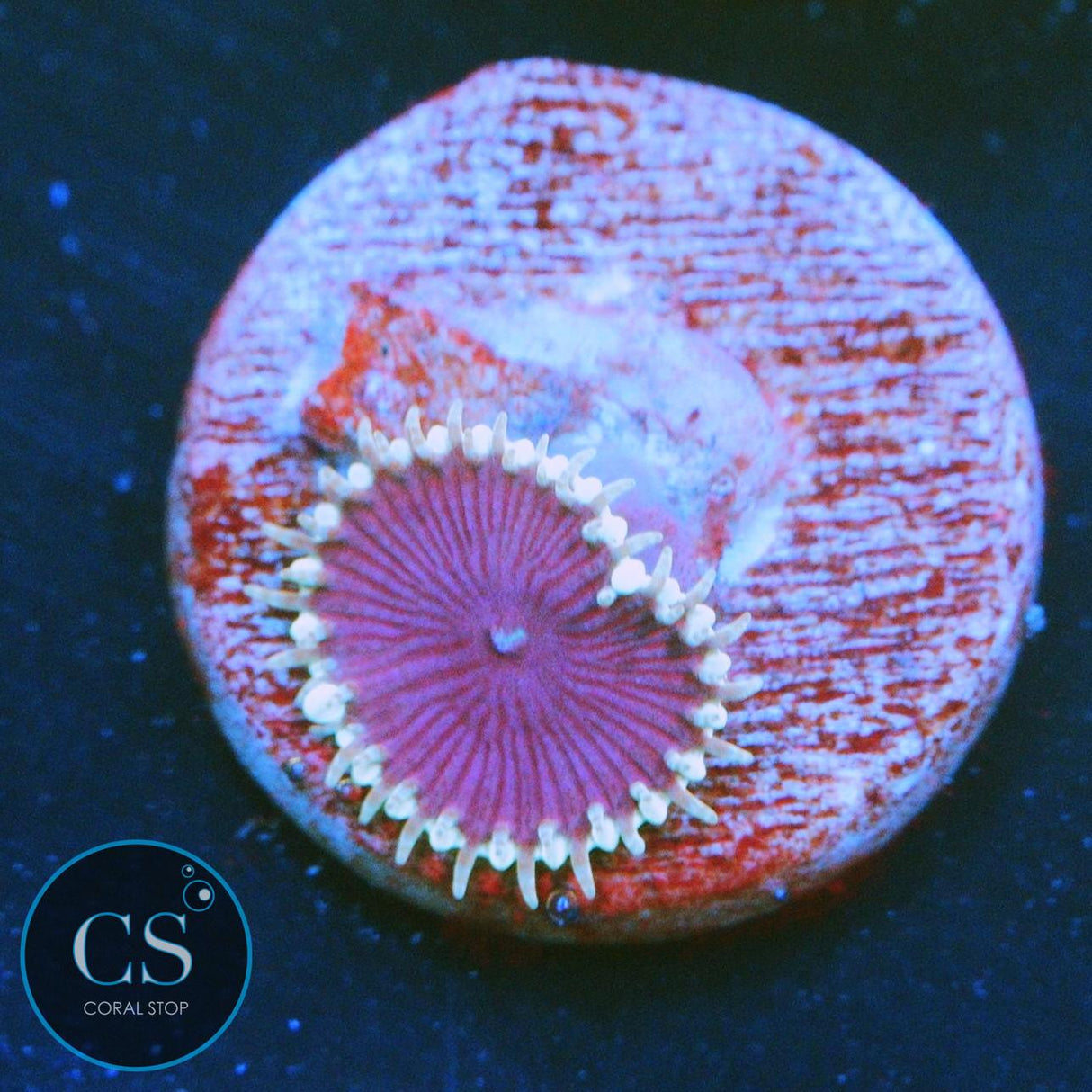 PURPLE DEATH PALY