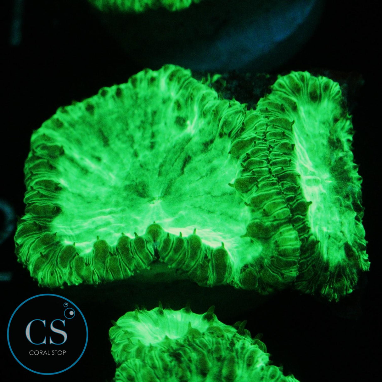 KRYPTONITE BLASTO