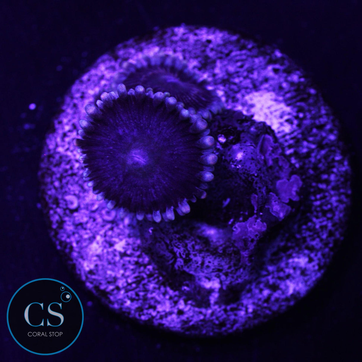 Black "People Eater" Zoa