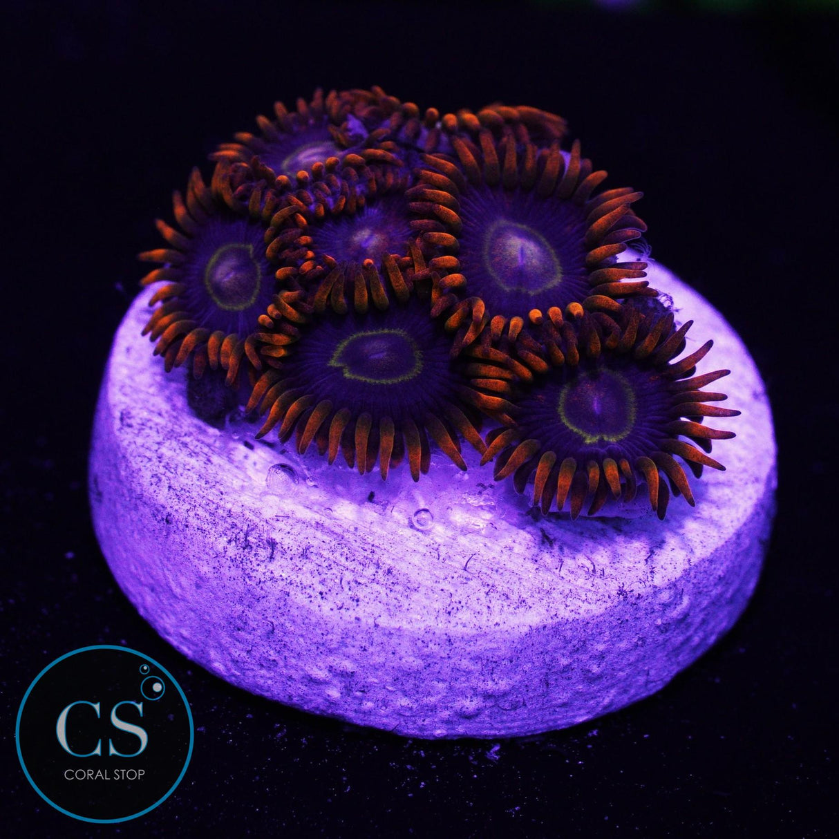 Rainbow Hornet Zoa