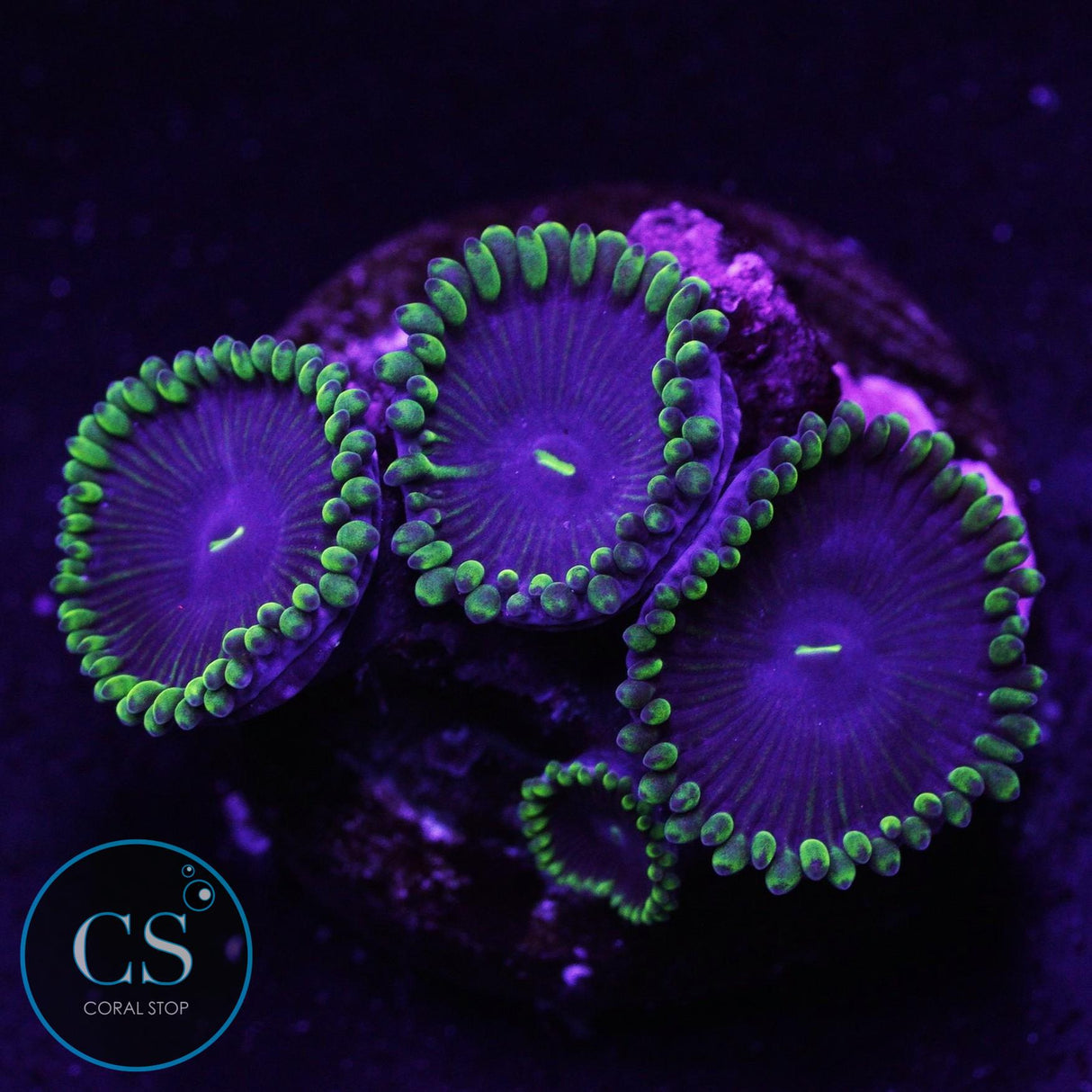 OG Purple "People Eater" Zoa