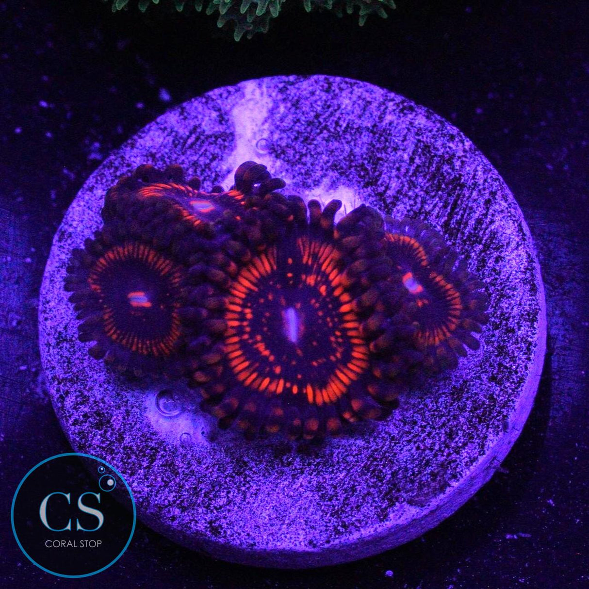 DRAGON GLASS ZOA