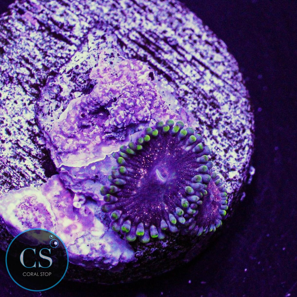 CS Dragon Mistress Zoa