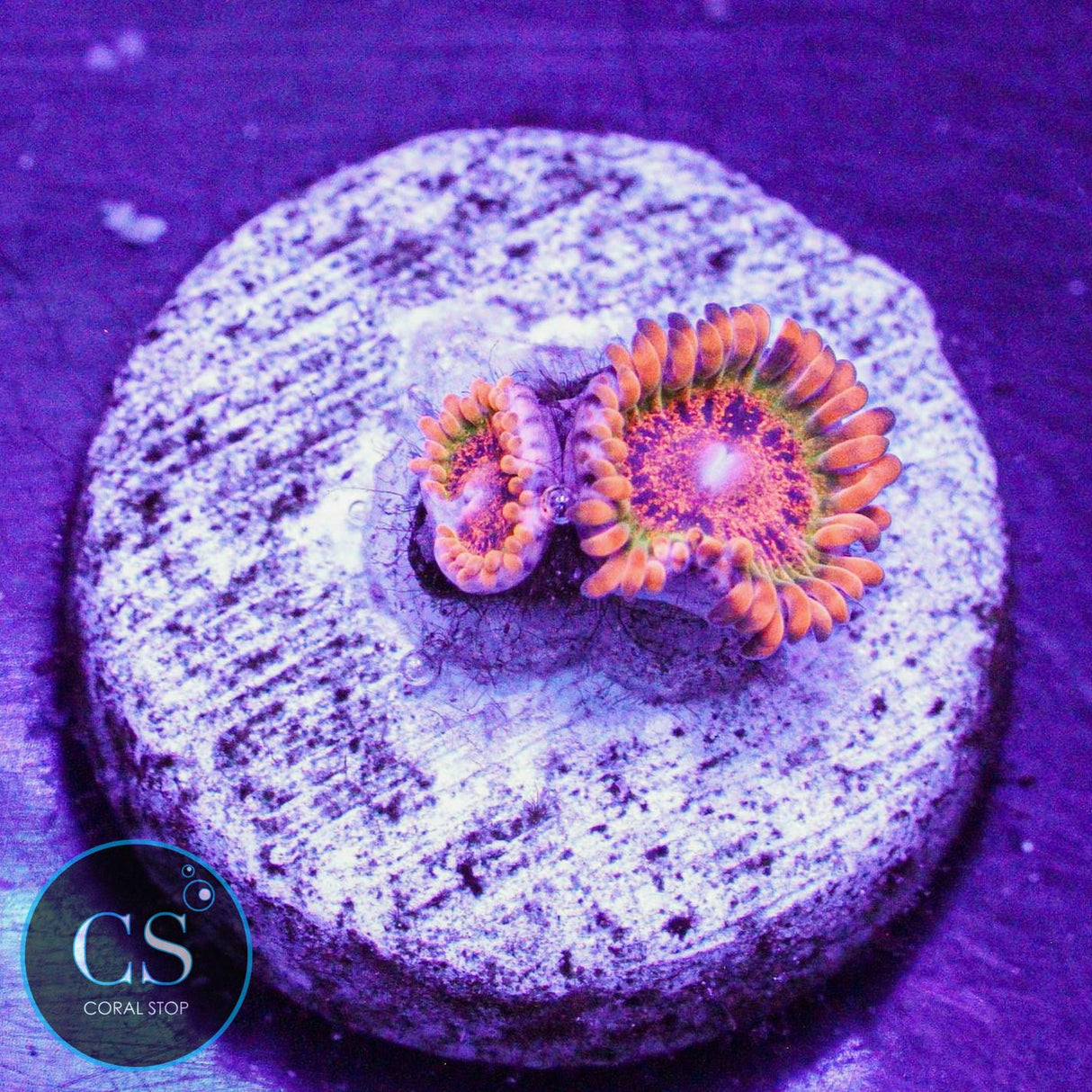 Speckled Krakatoa Zoa