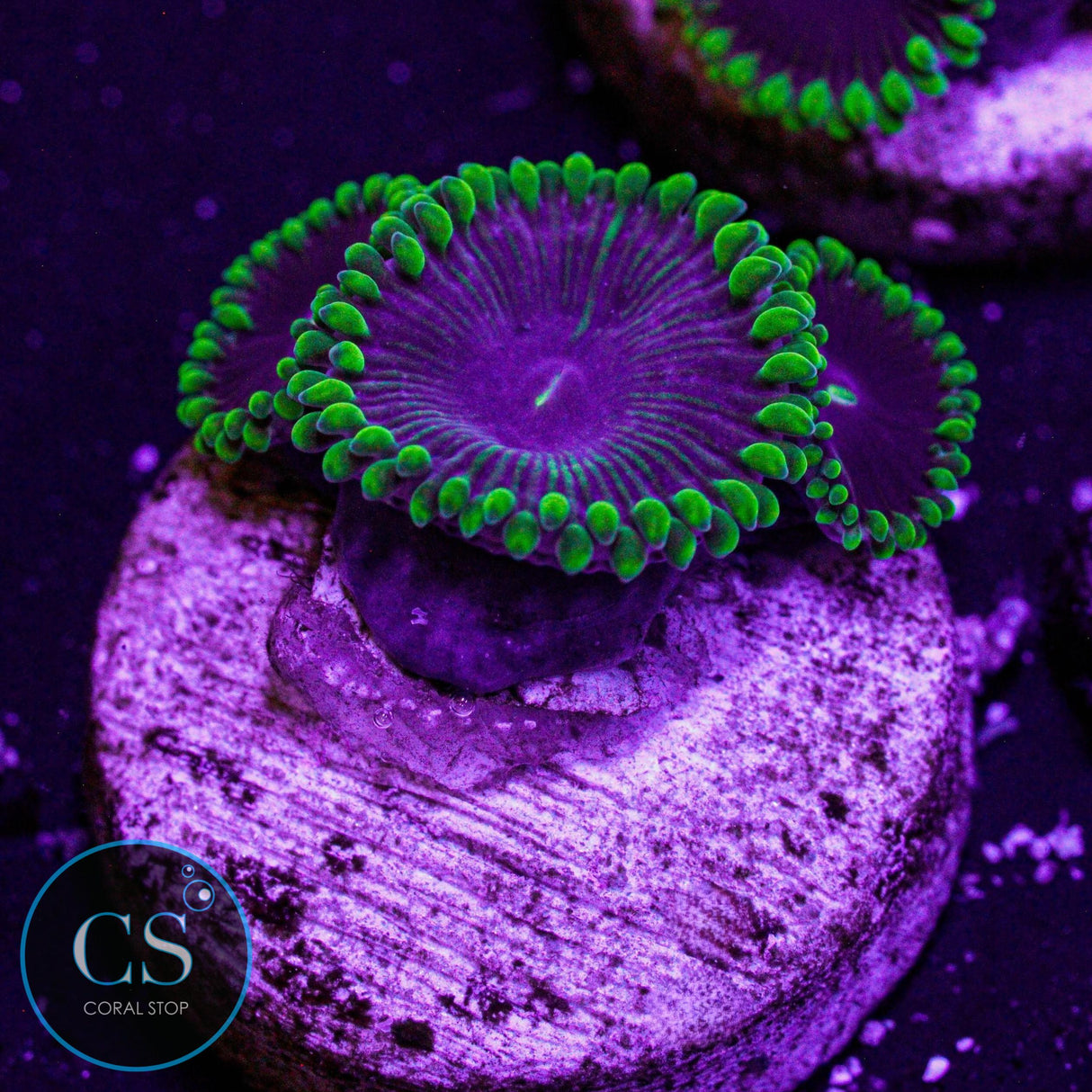 OG Purple People Eater Zoa
