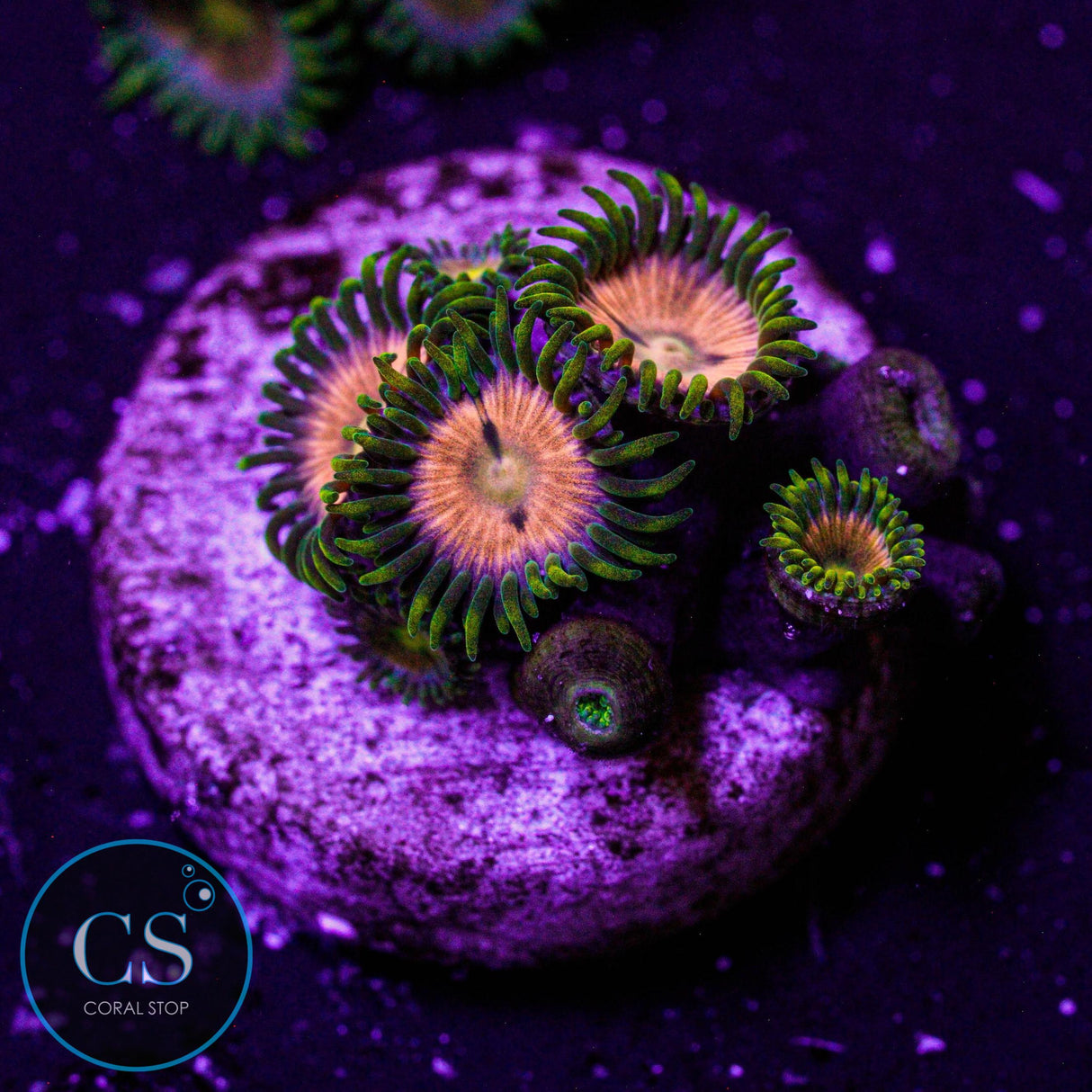 WWC Laser Lemon Zoa