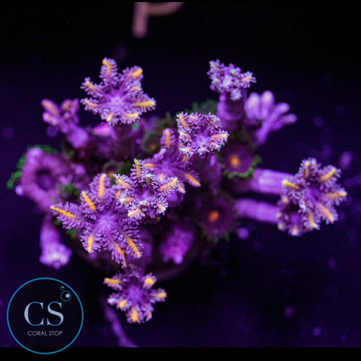 Combo Zoa