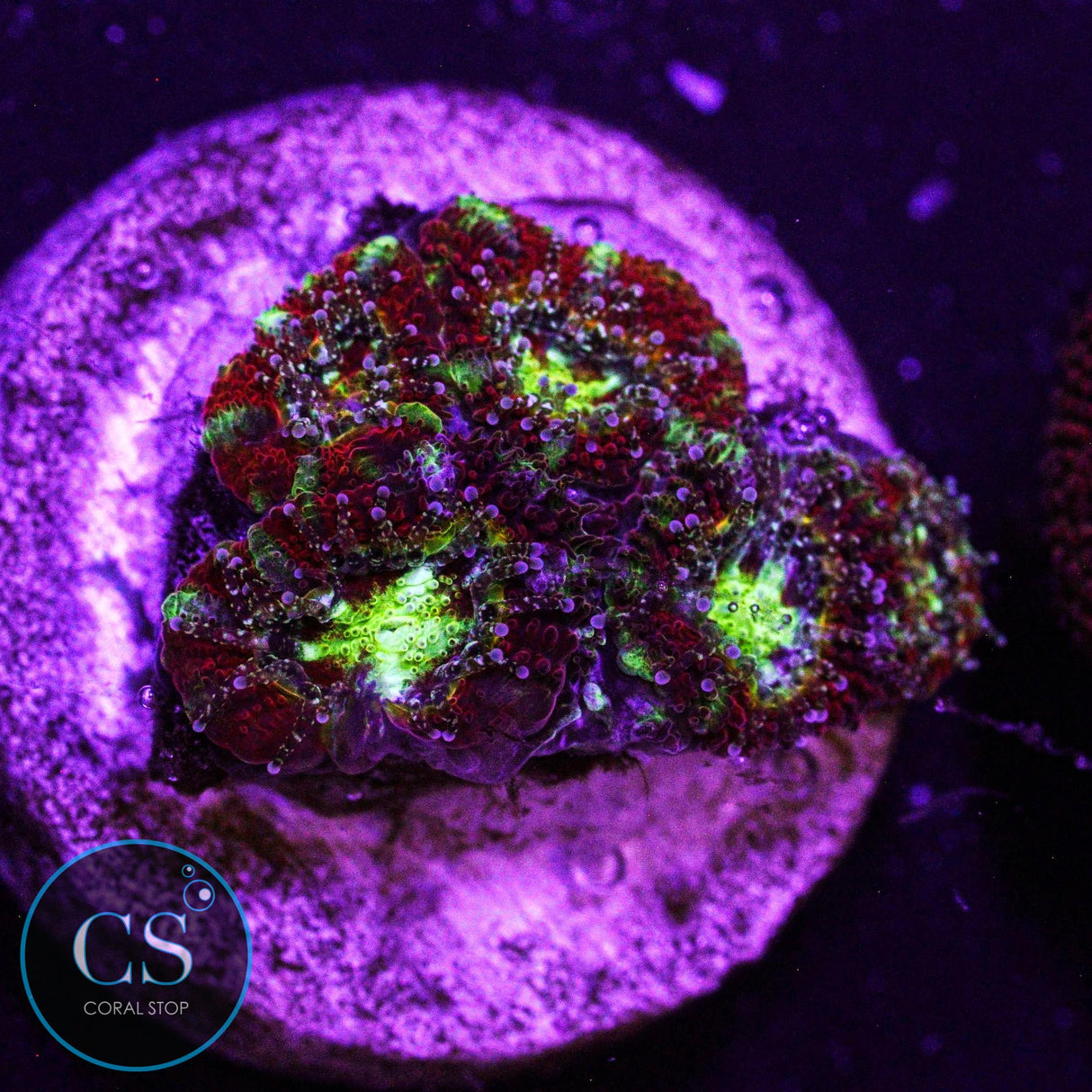 WWC Ruby Red Micromussa