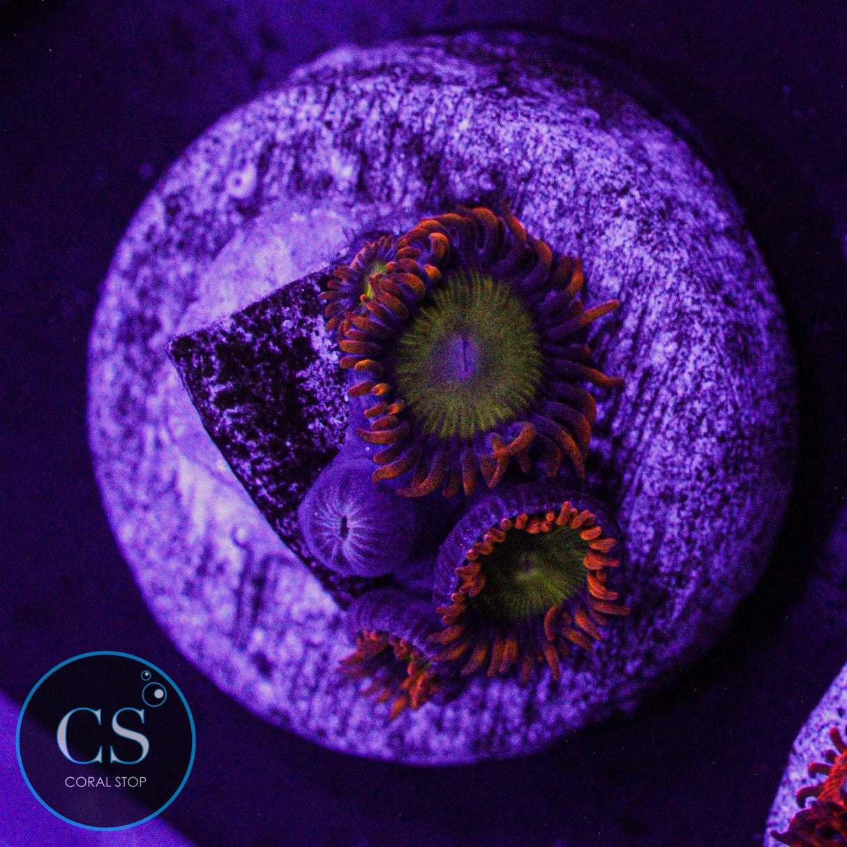Orange Mandarin Zoa
