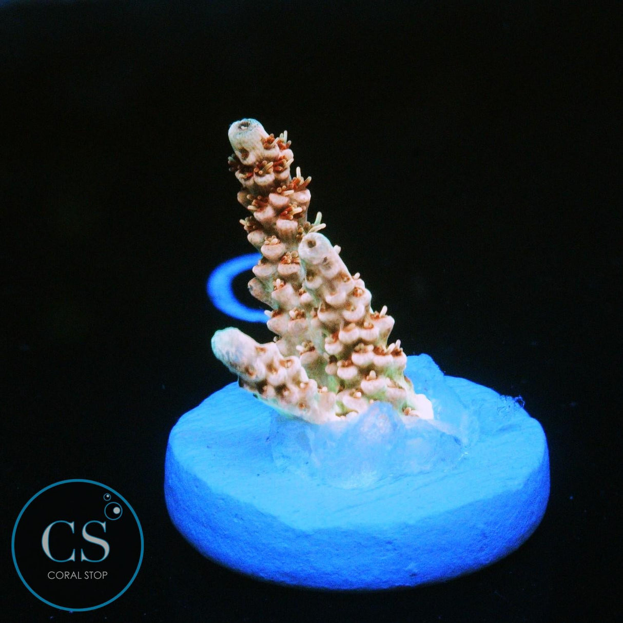 CS TRANQUIL FURY ACRO