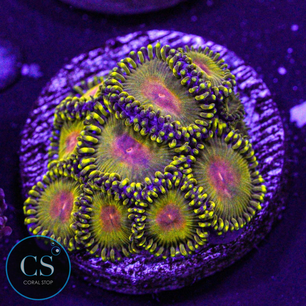 WWC Golden Godz Zoa