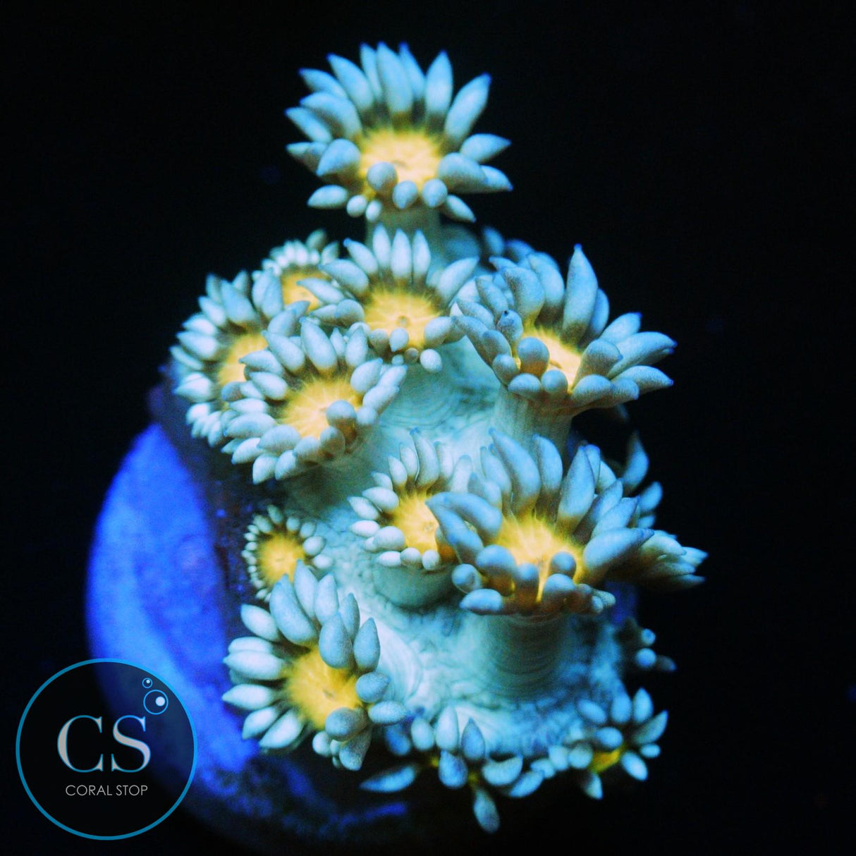 ELECTRIC SNOW DAISY GONI