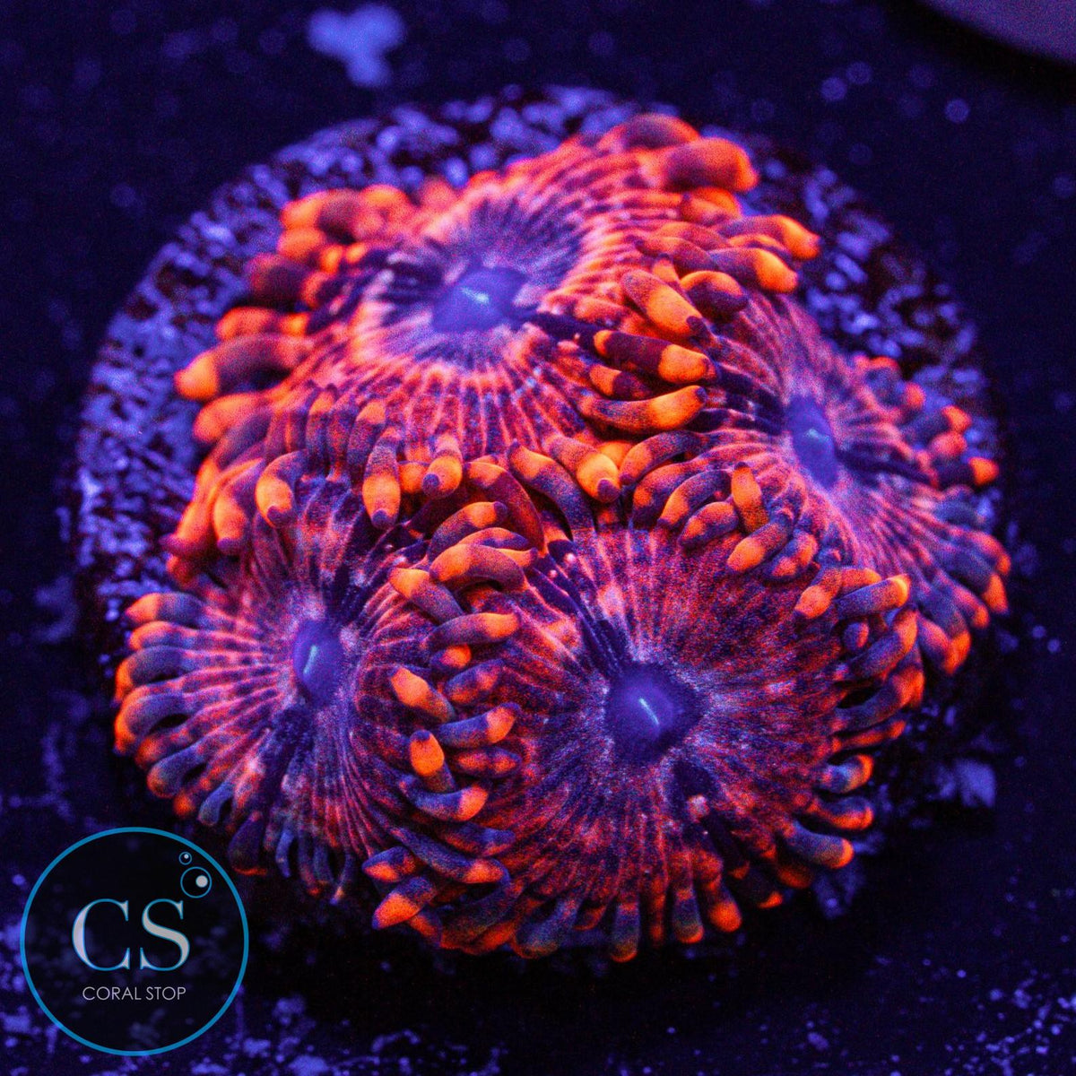 Utter Chaos Zoa