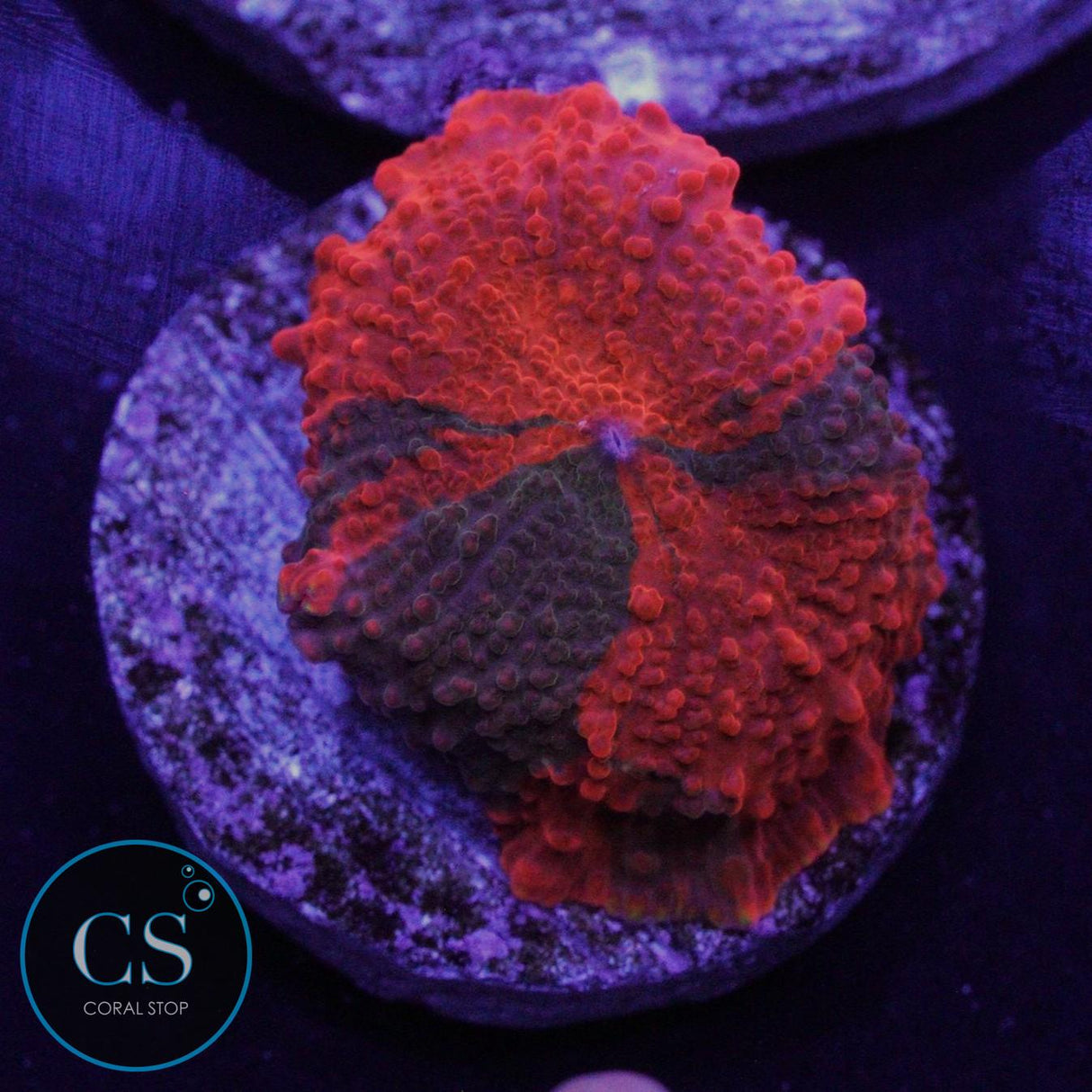 ULTRA CANDY CRUSH JAWBREAKER MUSHROOM