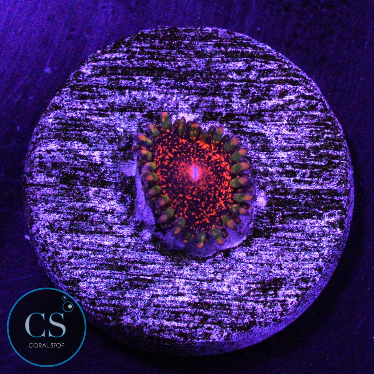DAYGLO DAY GLOW VOLCANO ZOA