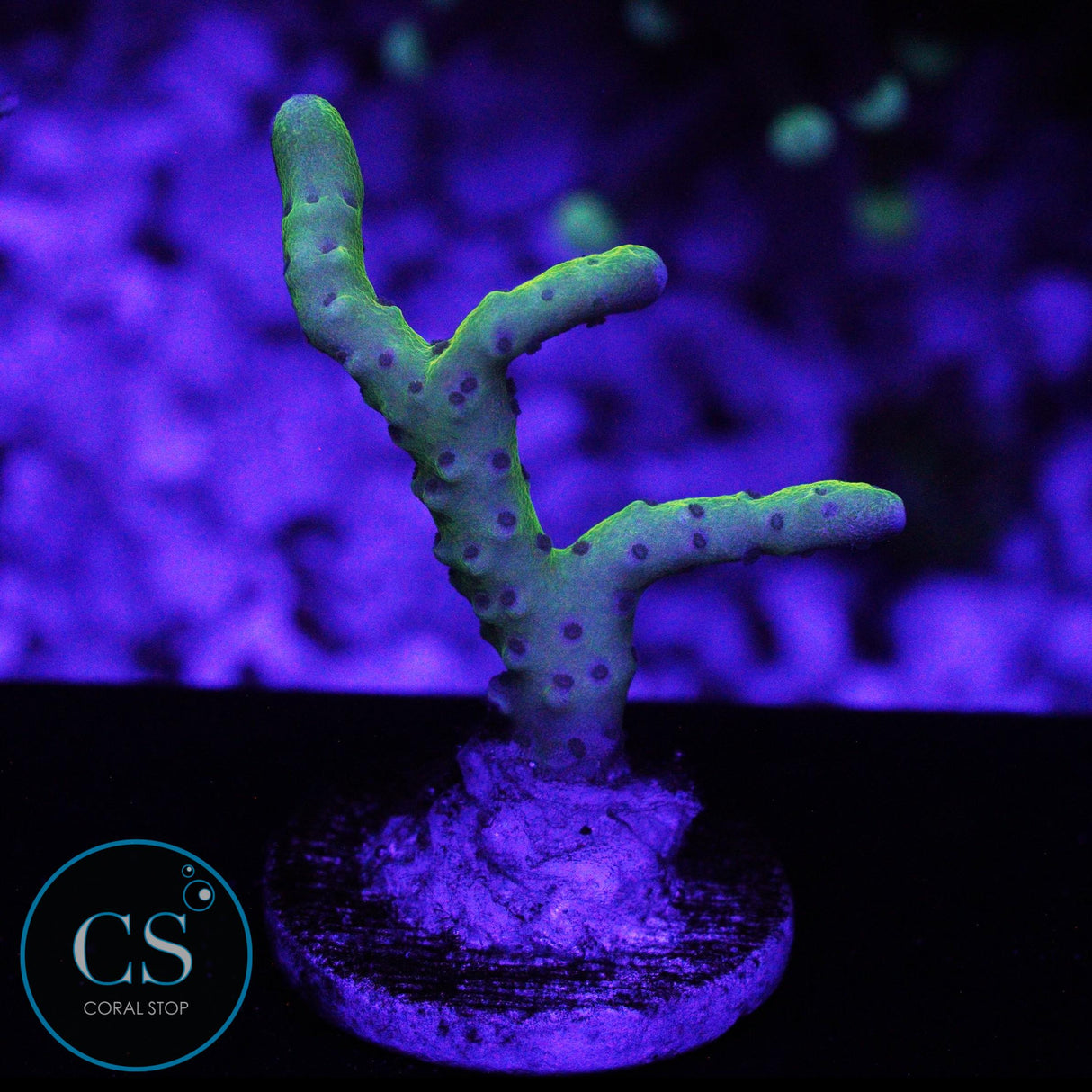 GOLDENROD ANACROPORA