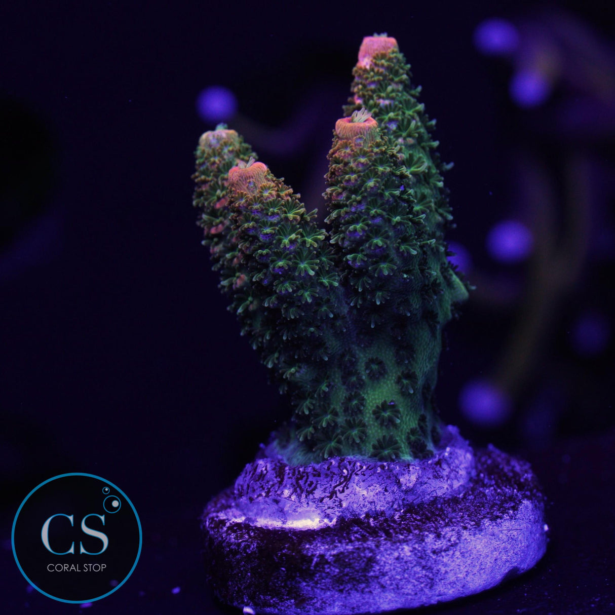 JF SOLAR FLARE MILLI