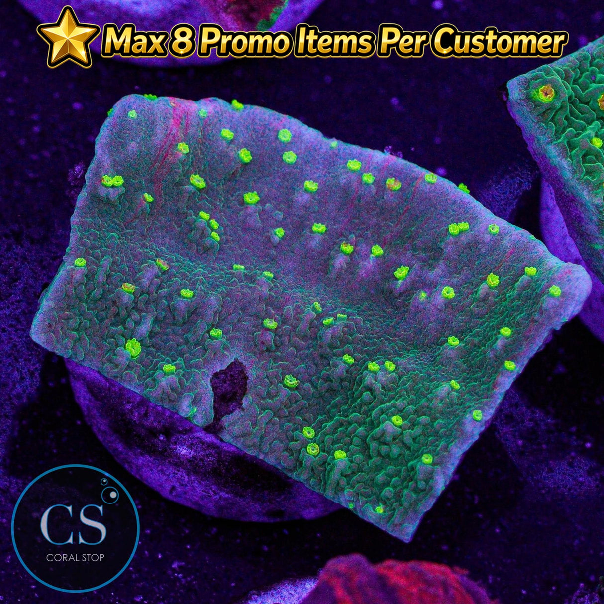 Sunfire Grafted Monti