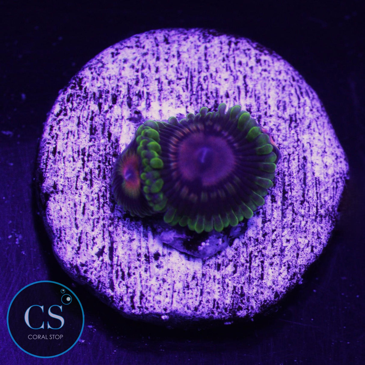 CC Scarlet Fever Zoa