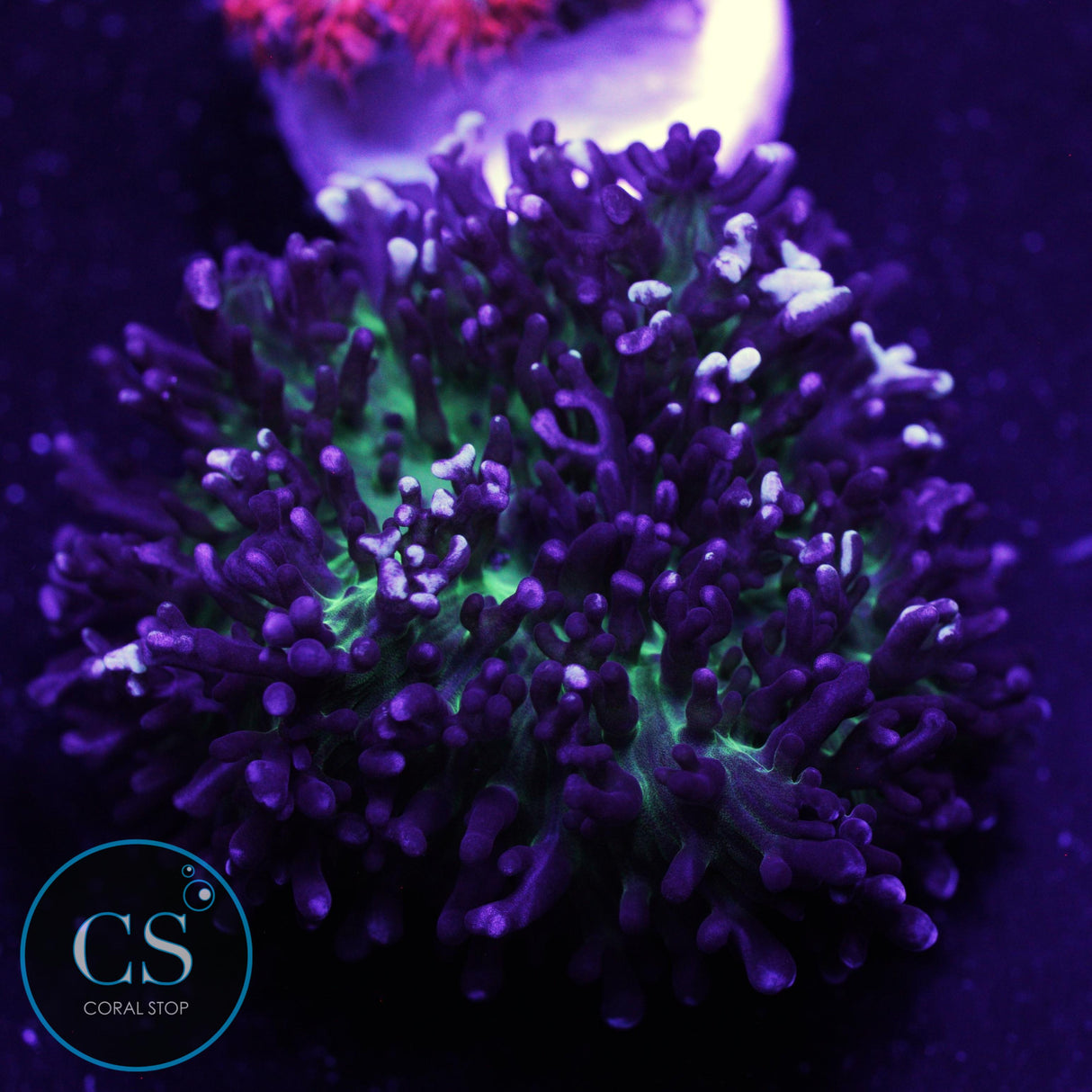 CS New Release Snow White Hairy Mushroom