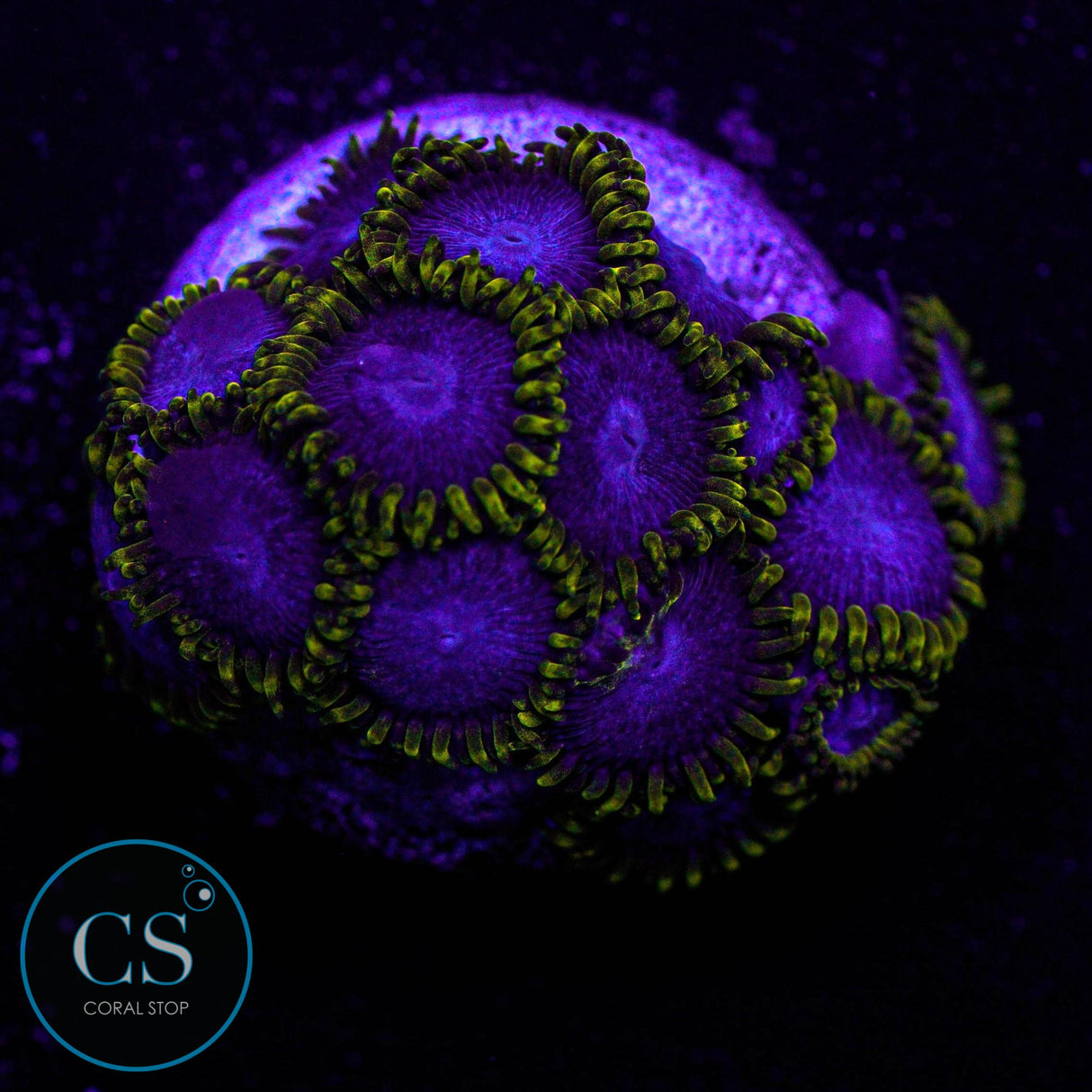 Blue Phoenix Zoa