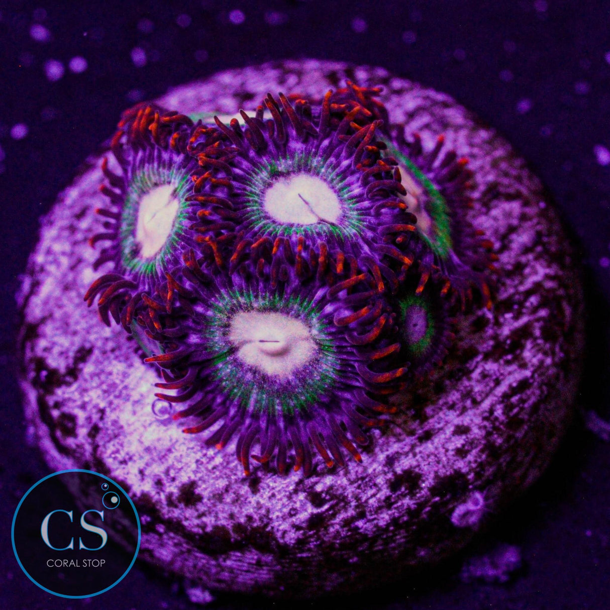 Treehouse On Fire Zoa