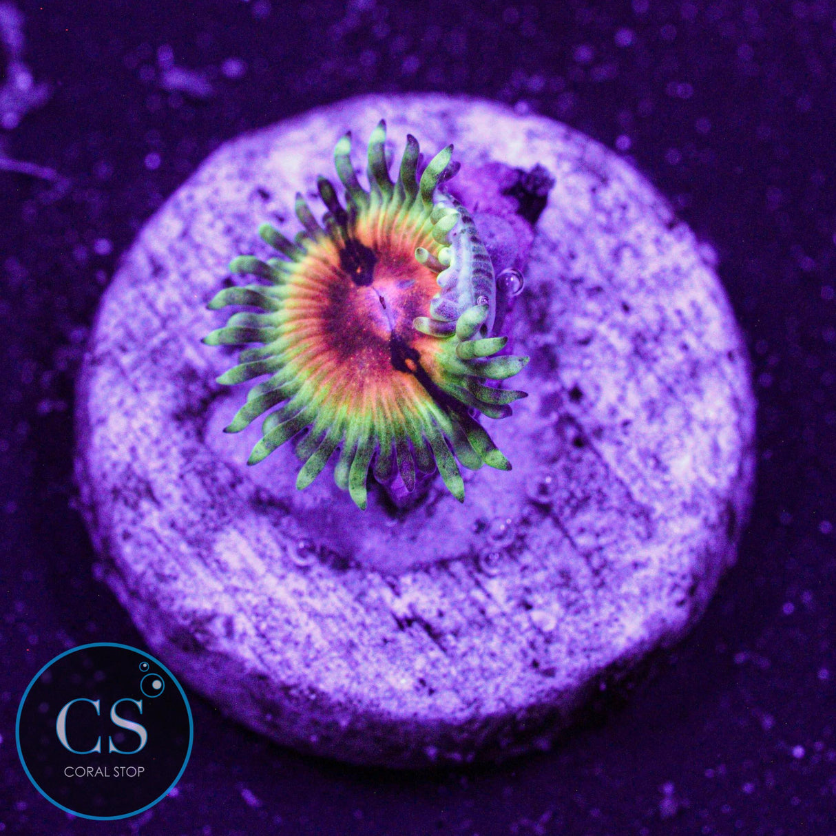 JF Bloodshot Zoa