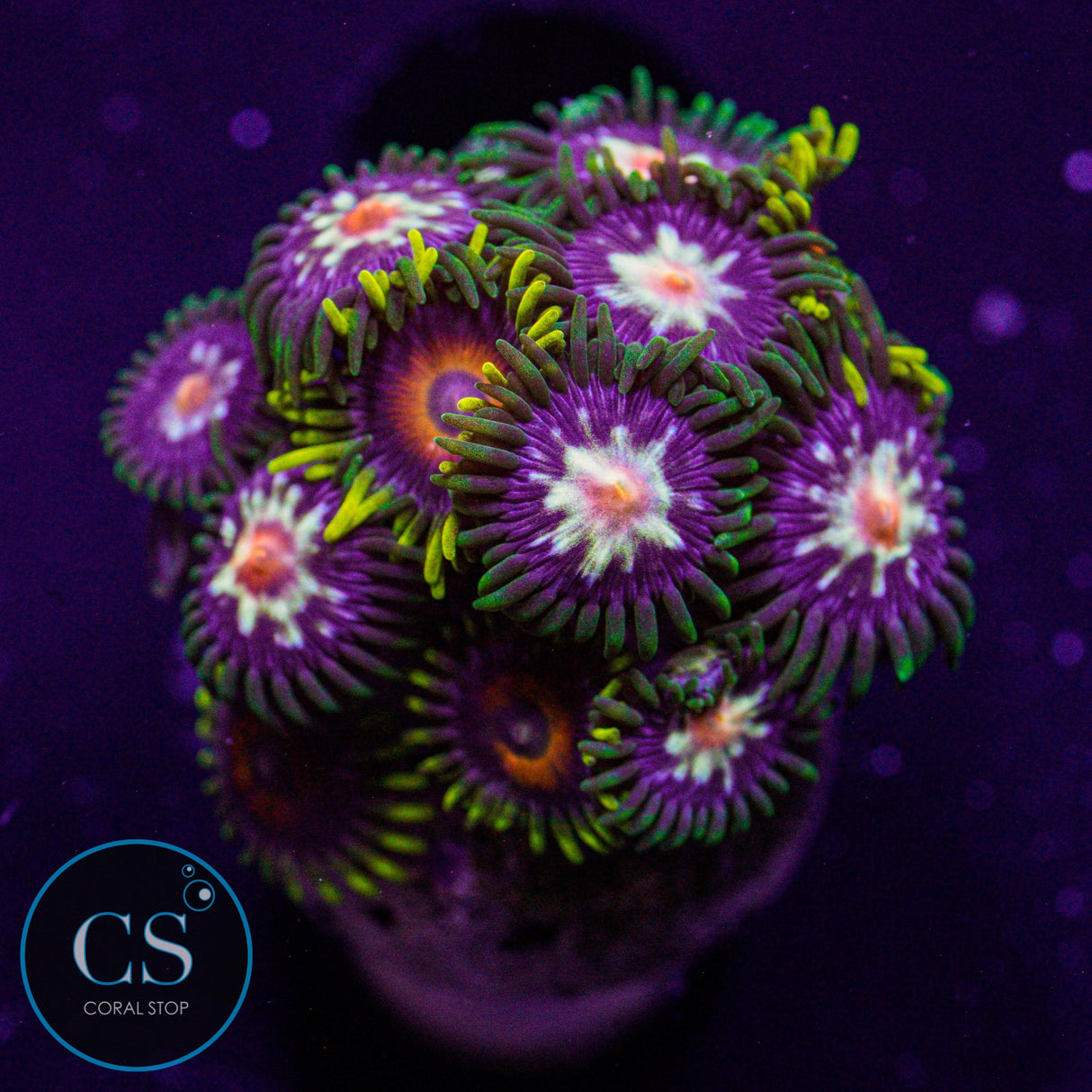 Combo Zoa
