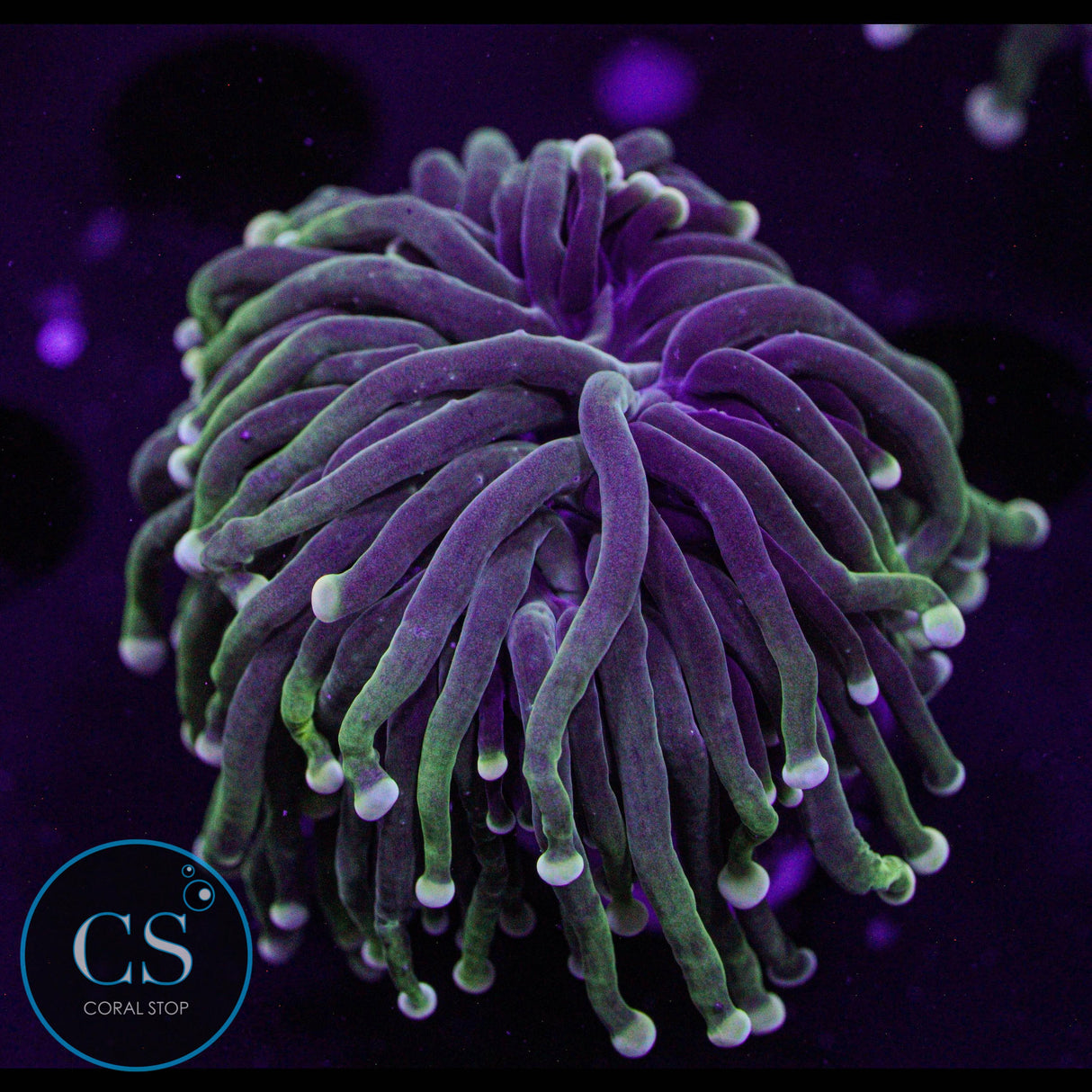Yellowish Tip Torch