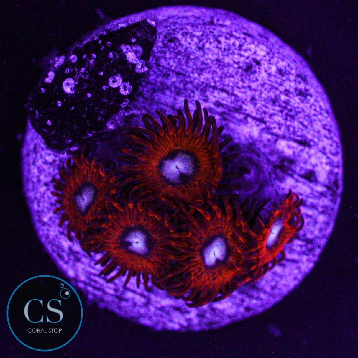 Charmander Zoa