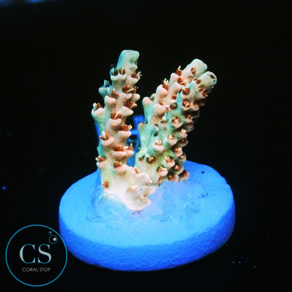 CS TRANQUIL FURY ACRO