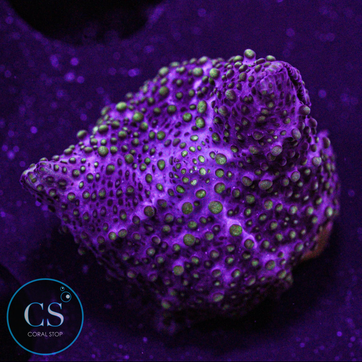 Lava Lamp Disco Mushroom