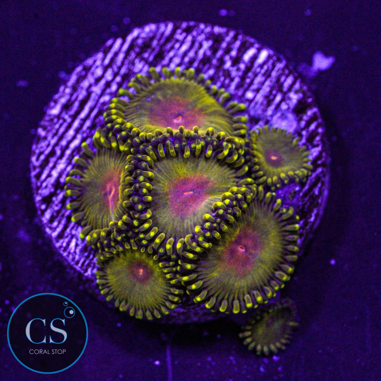 WWC Golden Godz Zoa