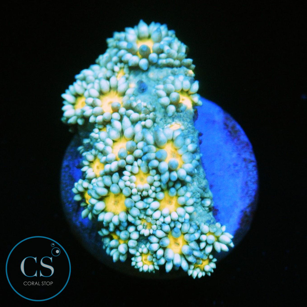 ELECTRIC SNOW DAISY GONI