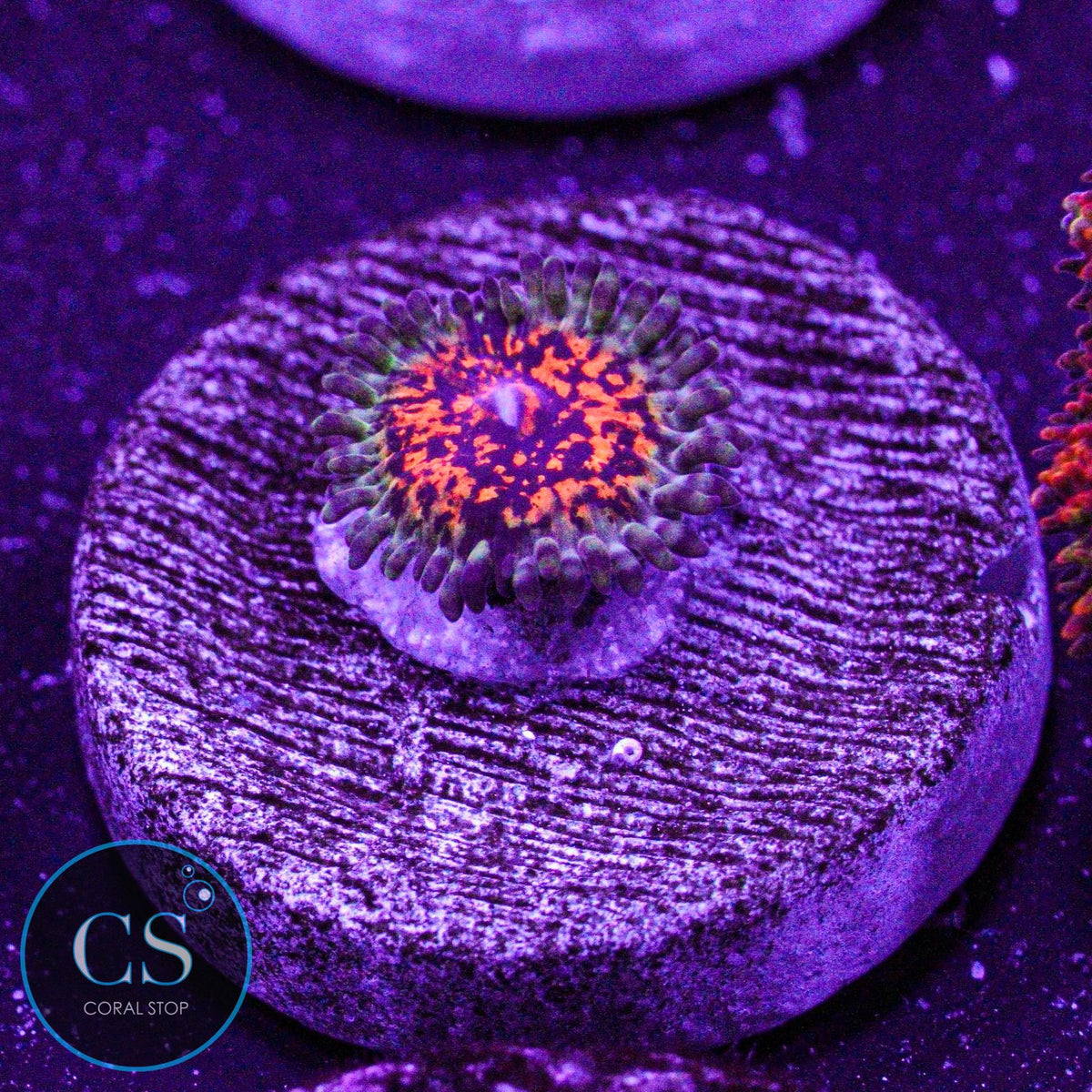 Ultimate Space Monster USM Zoa