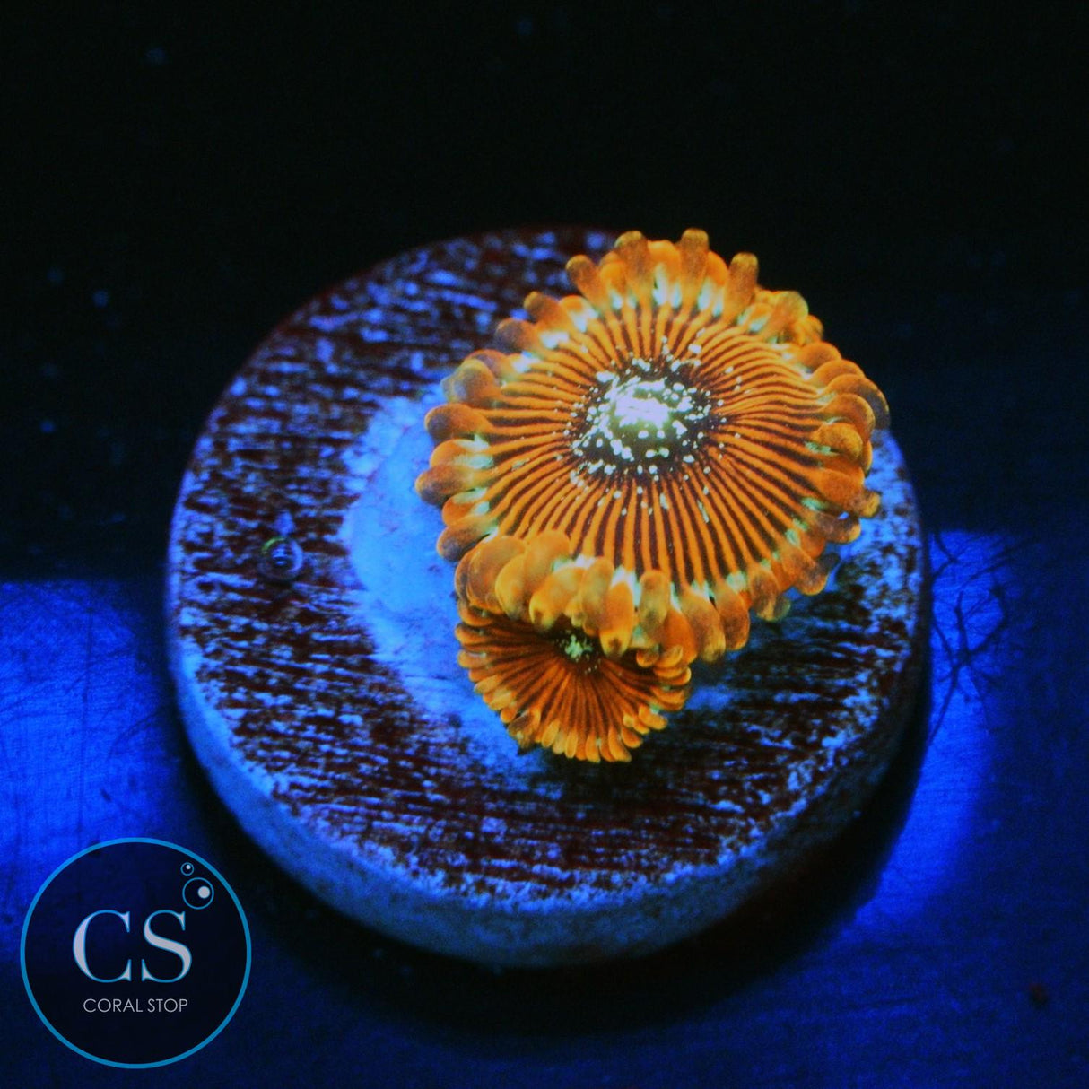 ULTRA MAGICIANS ZOA